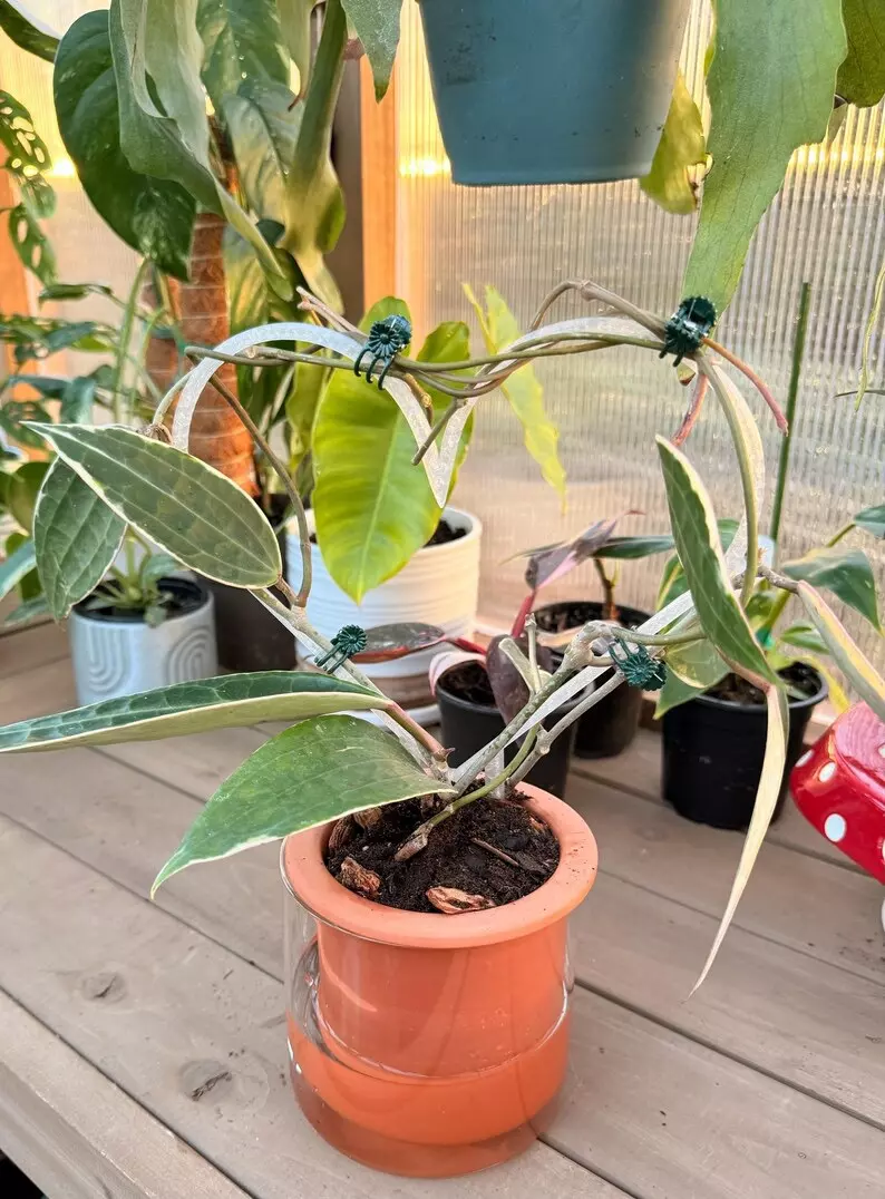 plant/Heartleaf Trellis | 3d printed | PETG-1