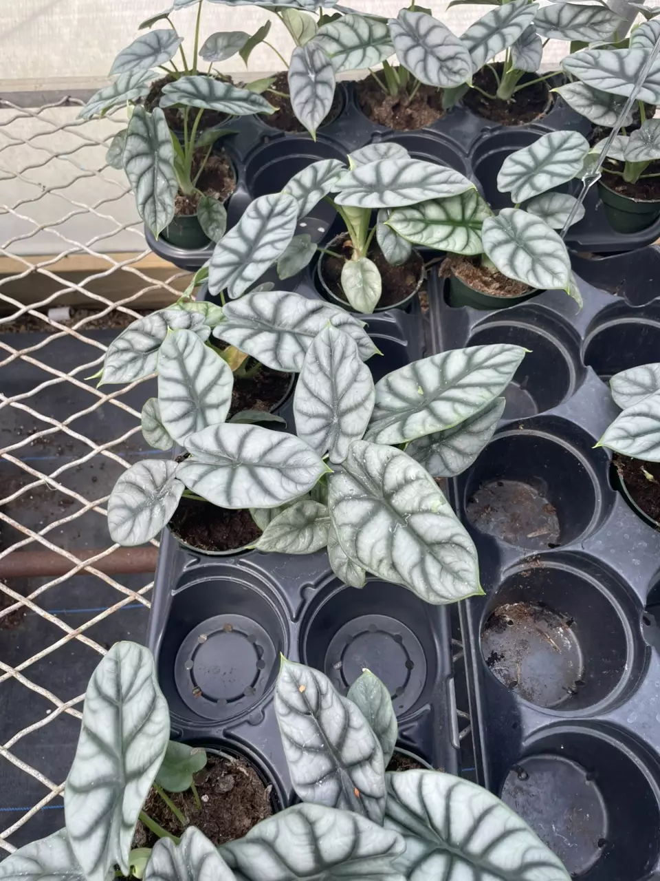plant/Alocasia Silver dragon-1