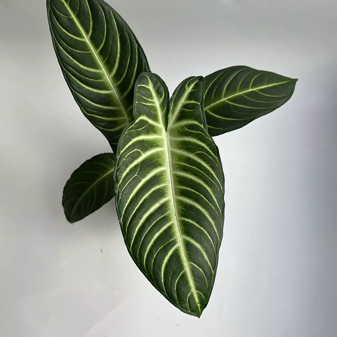 plant/Xanthosoma Lindenii Magnificum 6" Pot-2