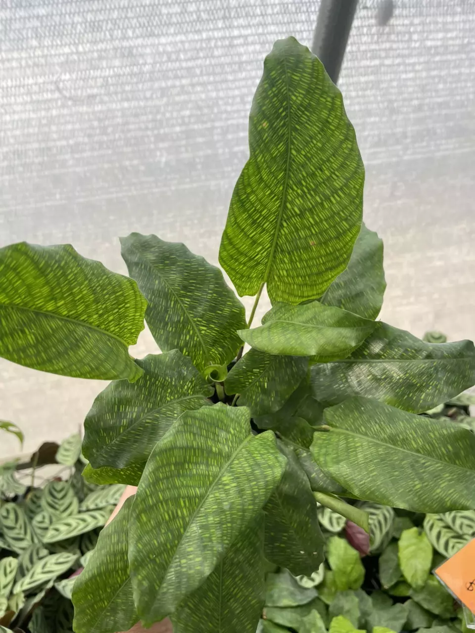 plant/Calathea Musaica-1