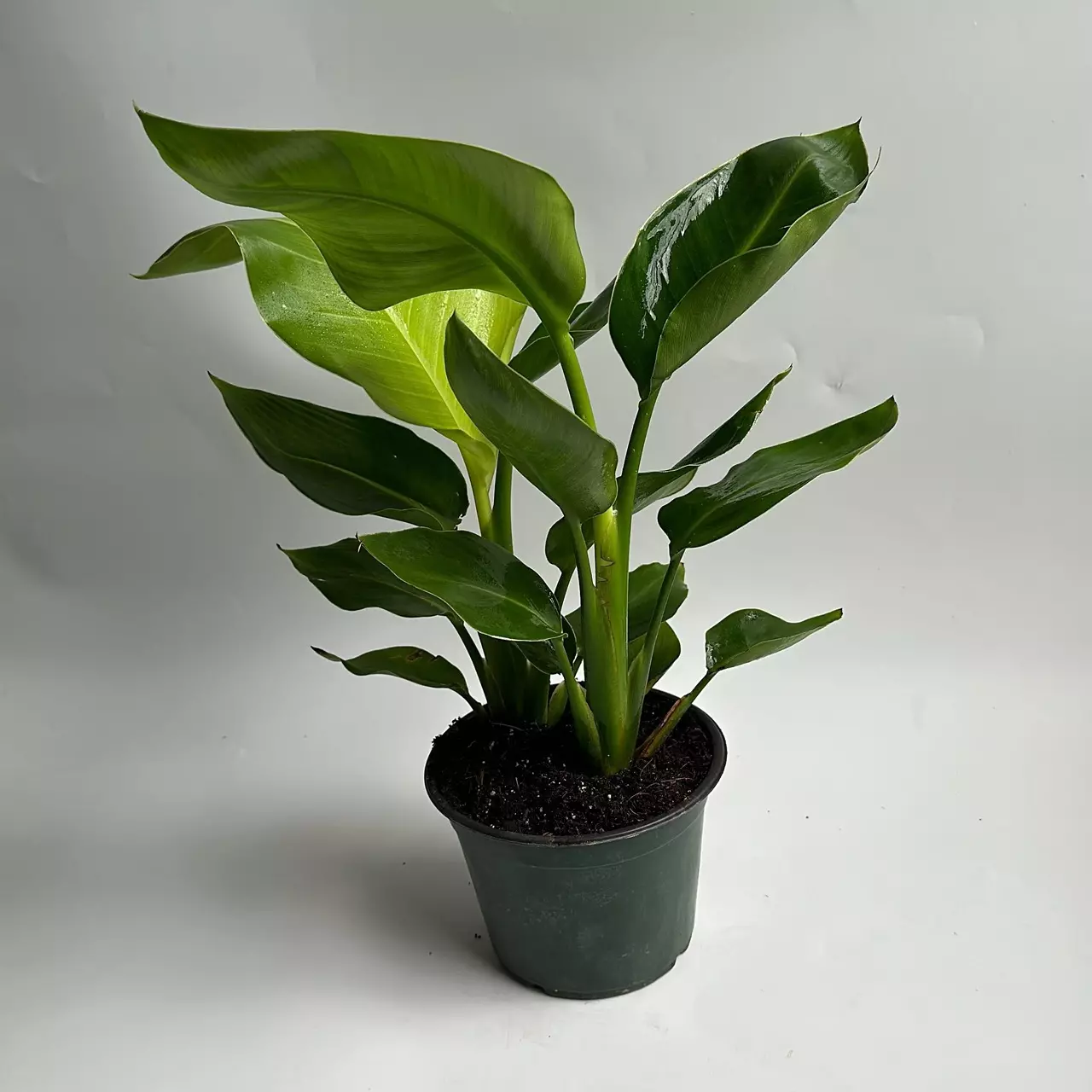 plant/Birds of Paradise 6”-0