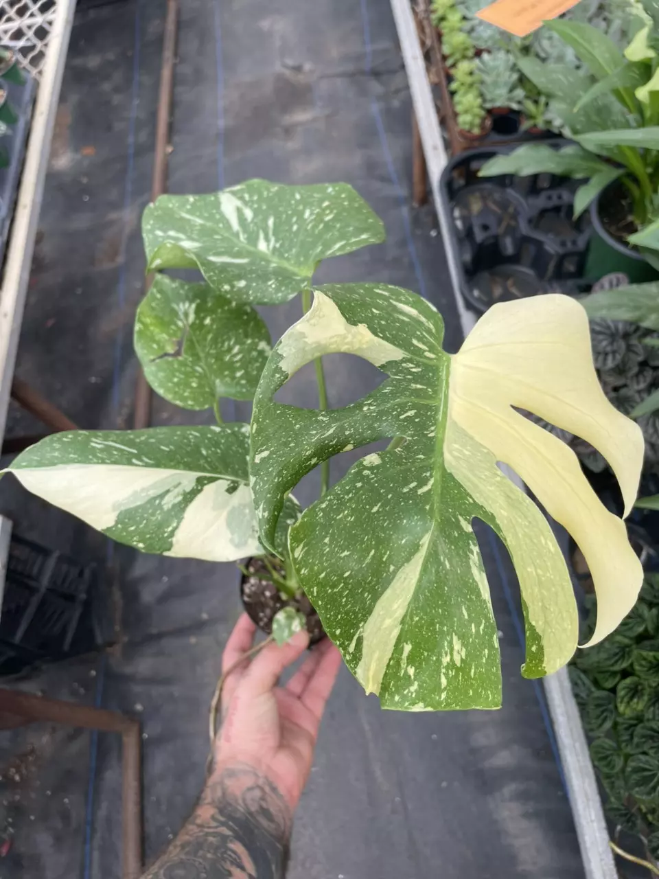 plant/Monstera Thai Con-0