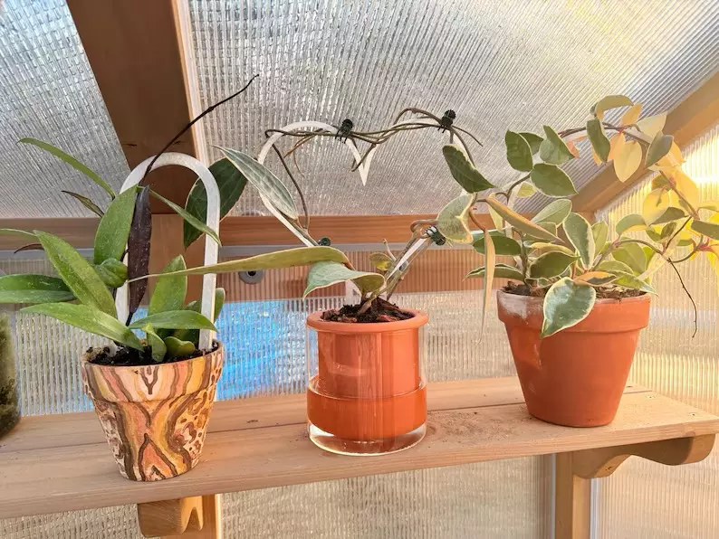 plant/Heartleaf Trellis | 3d printed | PETG-0