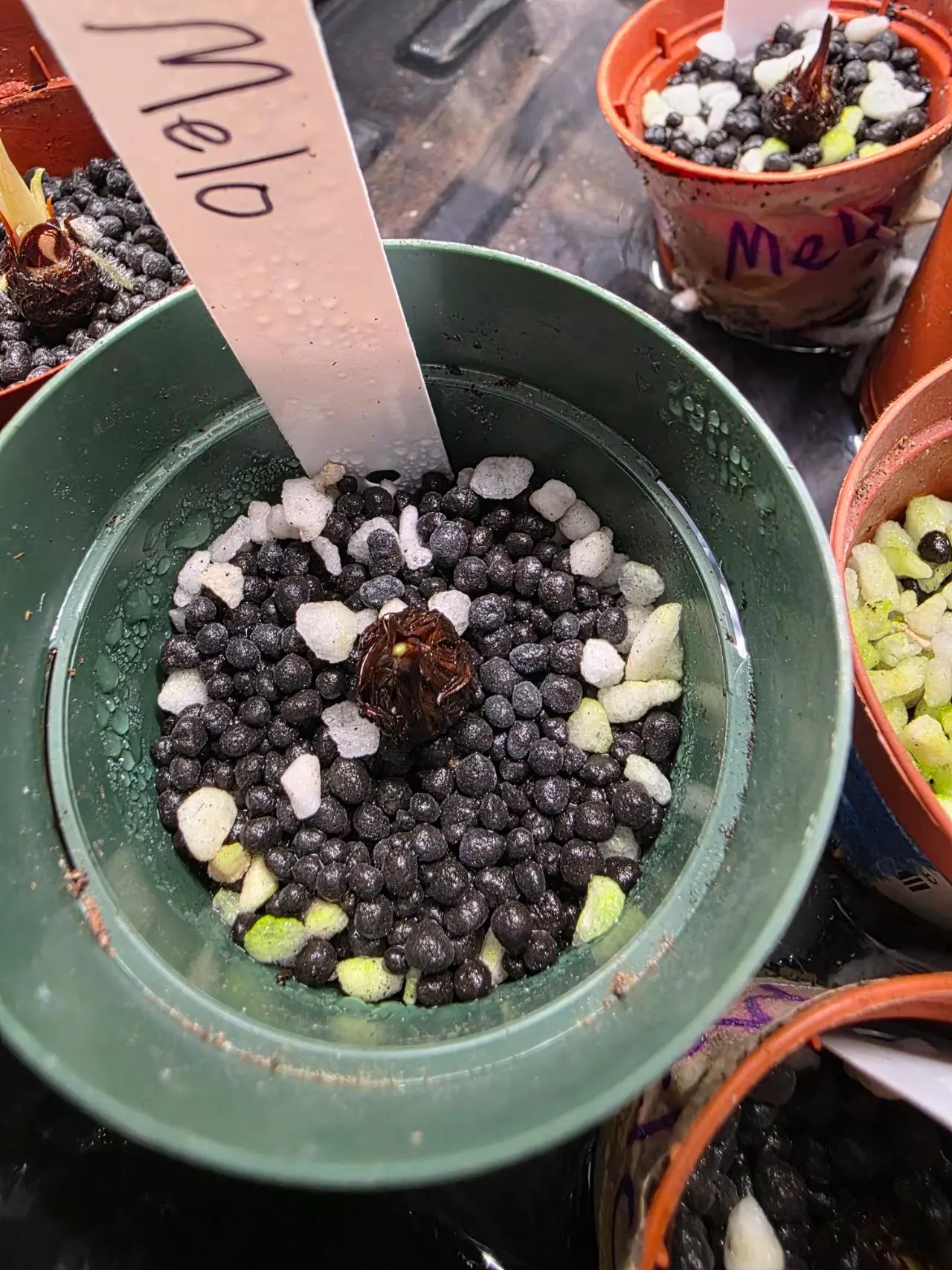 plant/Alocasia Melo corm/sprout (growers choice)-0