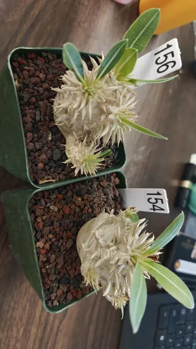 plant/#154 + #156 Enigmaticum-0-thumbnail