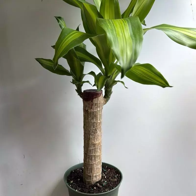 plant/Brazilian Lucky Wood 6" pot-3