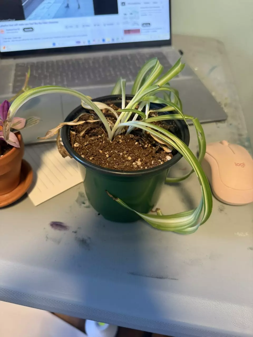 plant/Sad snake plant-0