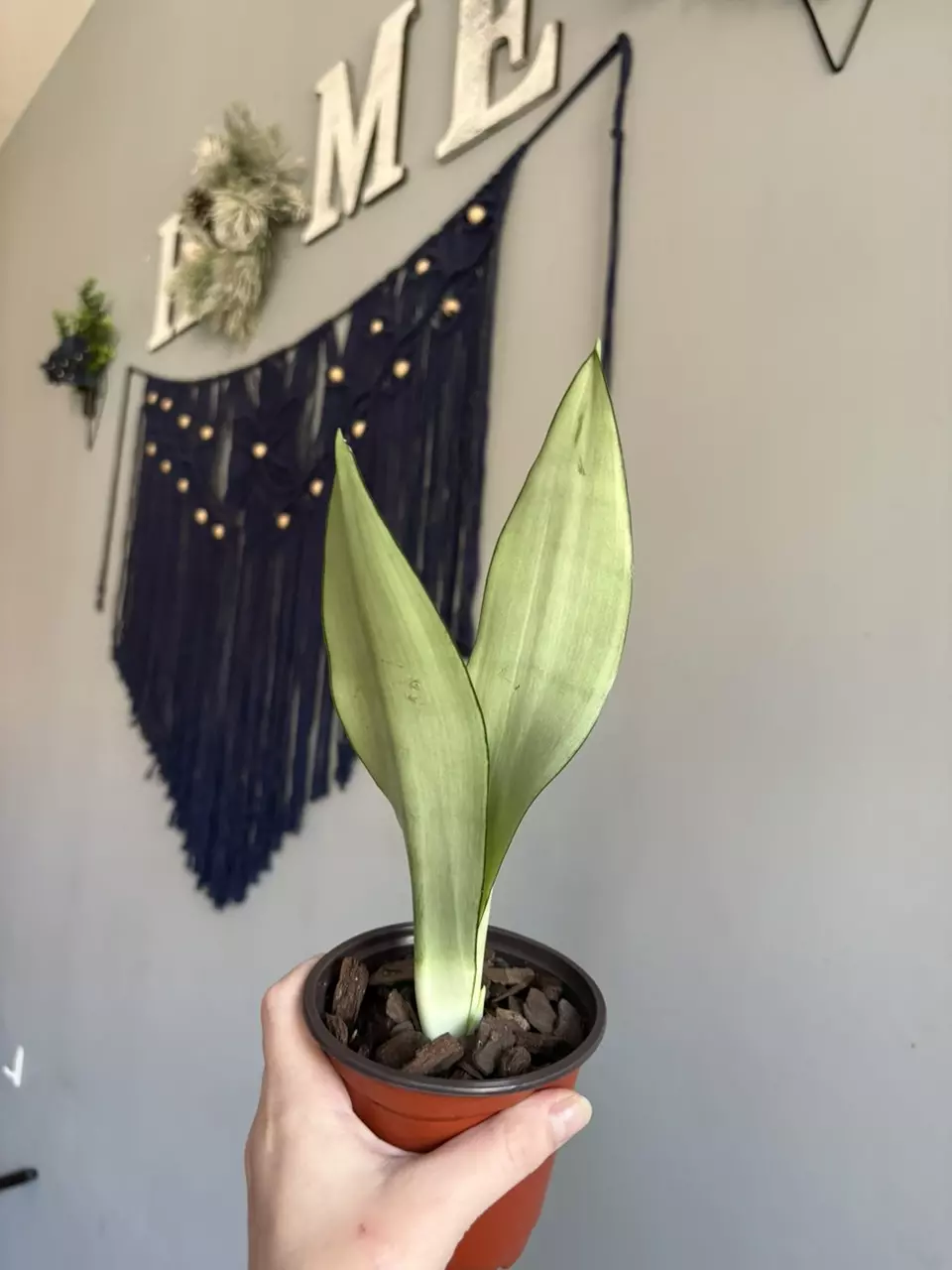 plant/Sansevieria Moonshine-0