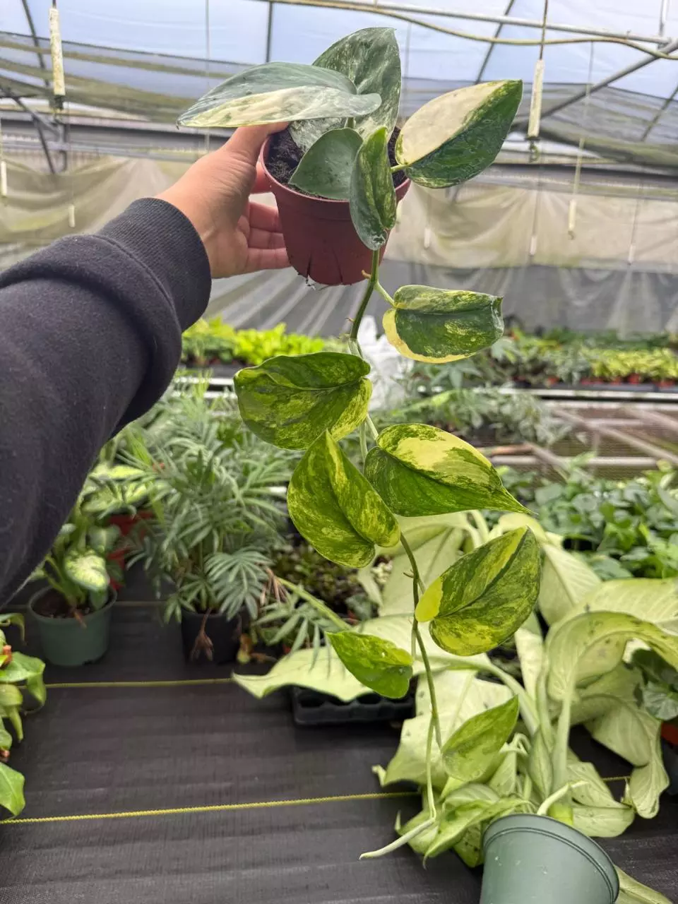 plant/Scindapsus Jade Satin aurea-0