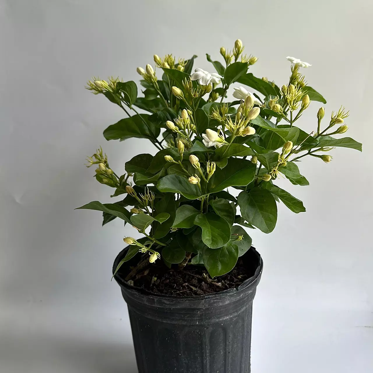 plant/Jasmine Bush Mo Sambac 6"-2