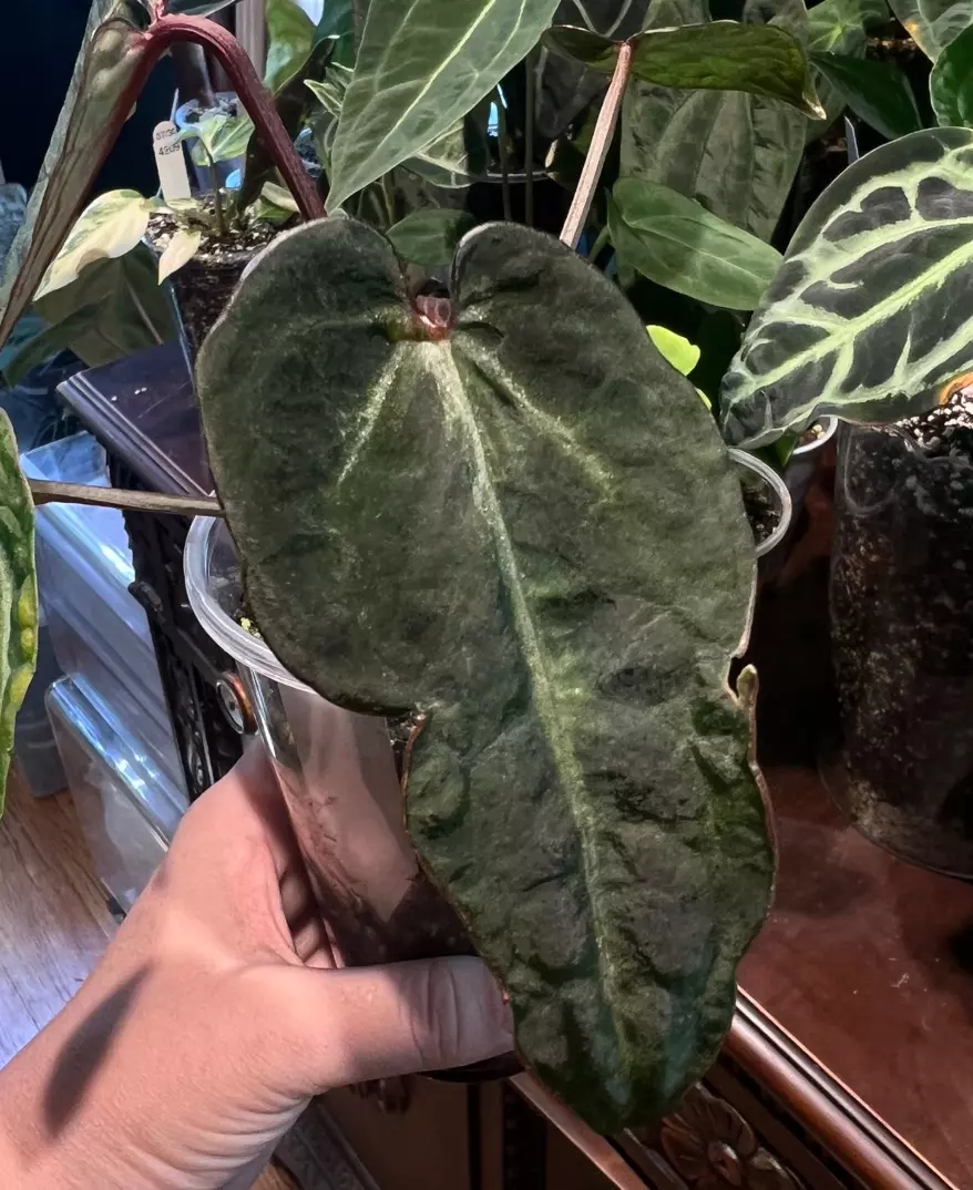 plant/(ZaraMichelle x Doc Block f2) X Contessa-0