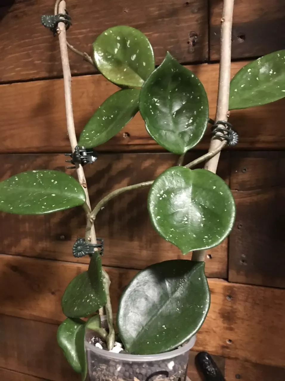 plant/Hoya Carnosa Snowball-0