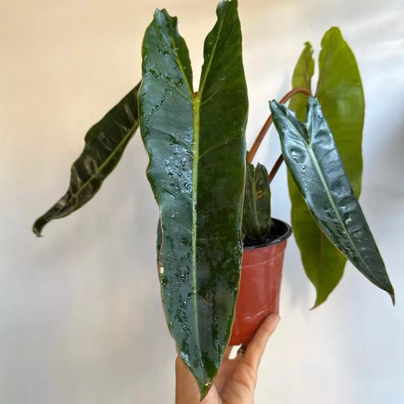 plant/Philodendron Billietie 6" pot-1