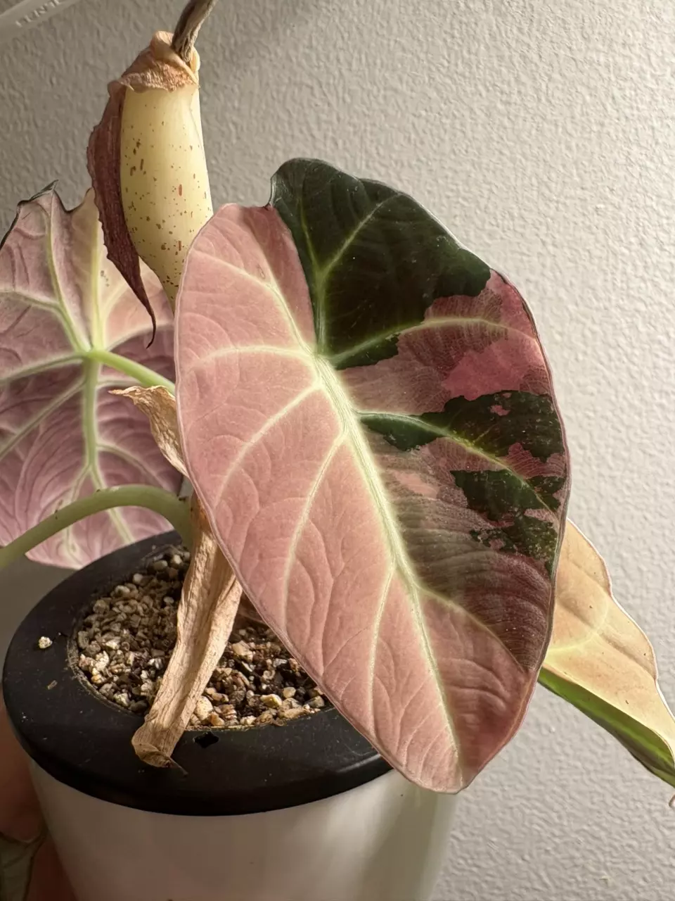 plant/Alocasia Pink Black Velvet Corm-0