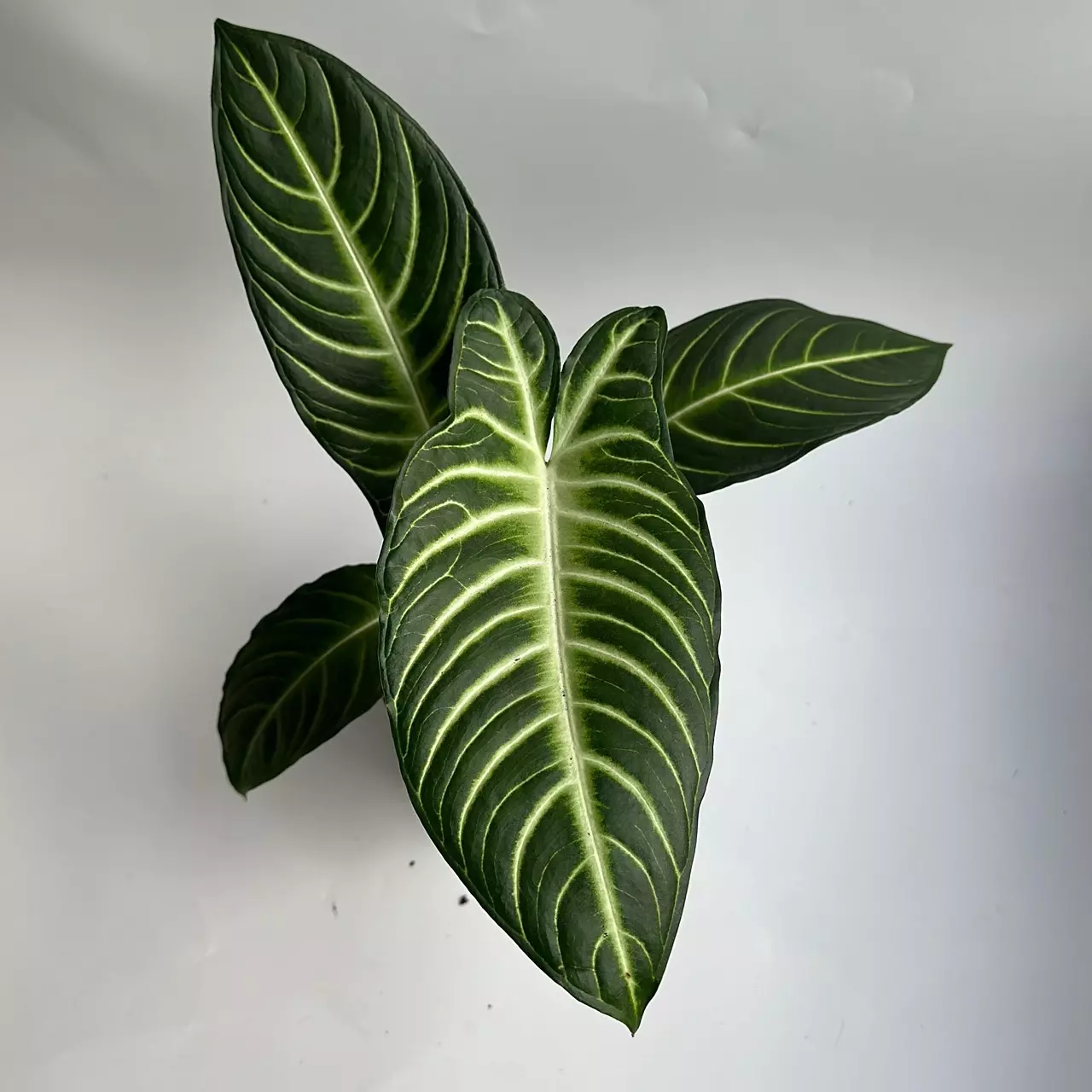 plant/Xanthosoma Lindenii Magnificum 6" Pot-1