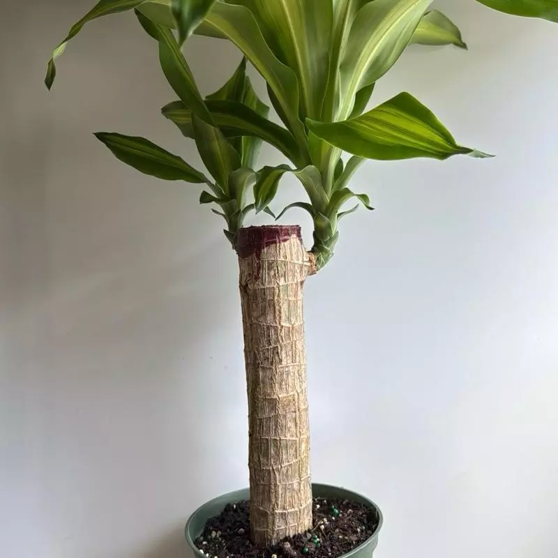 plant/Brazilian Lucky Wood 6" pot-1