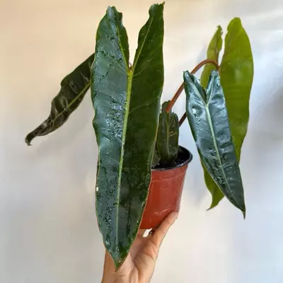 plant/Philodendron Billietie 6" pot-3-thumbnail