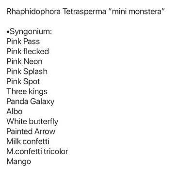 plant/Mystery Cuttings Box-4-thumbnail