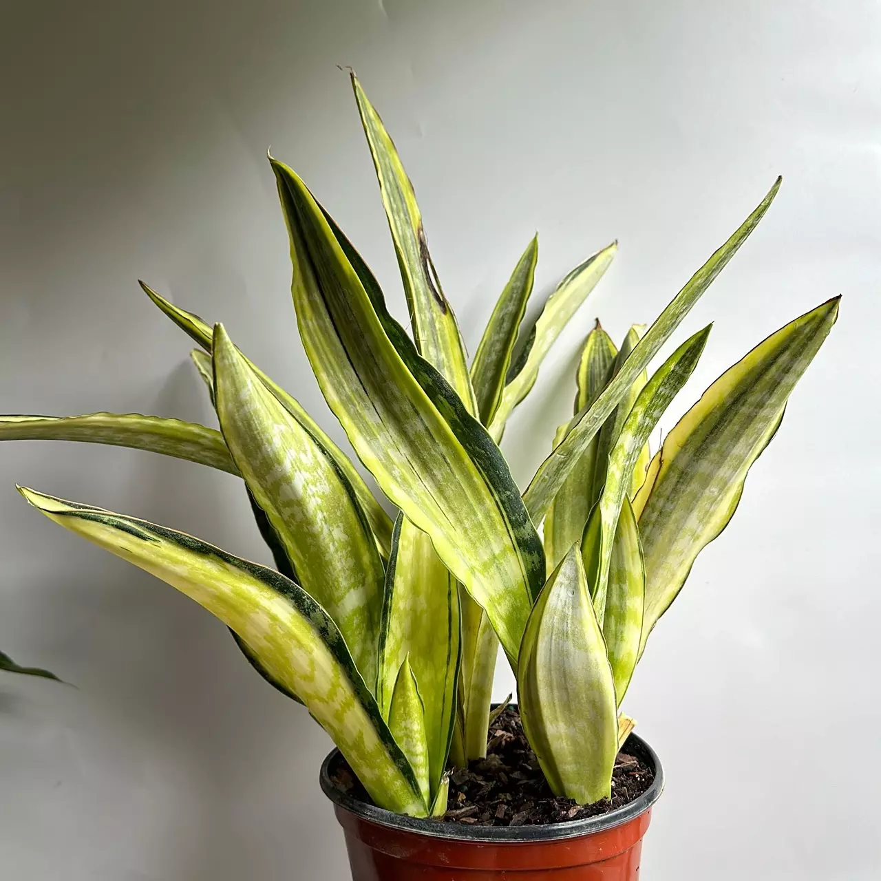 plant/Sansevieria Lauren Golden 6" pot-2