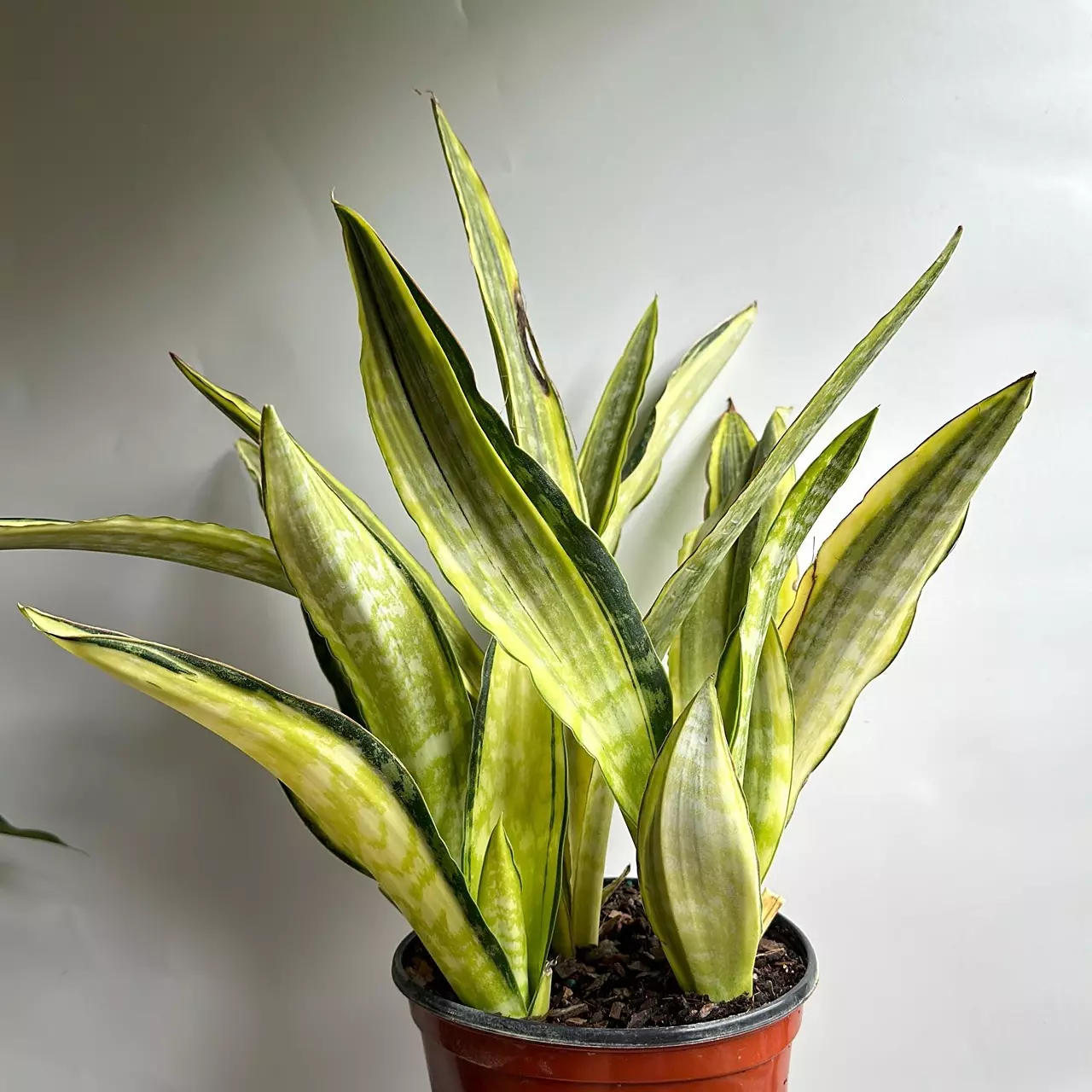 plant/Sansevieria Lauren Golden 6" pot-0