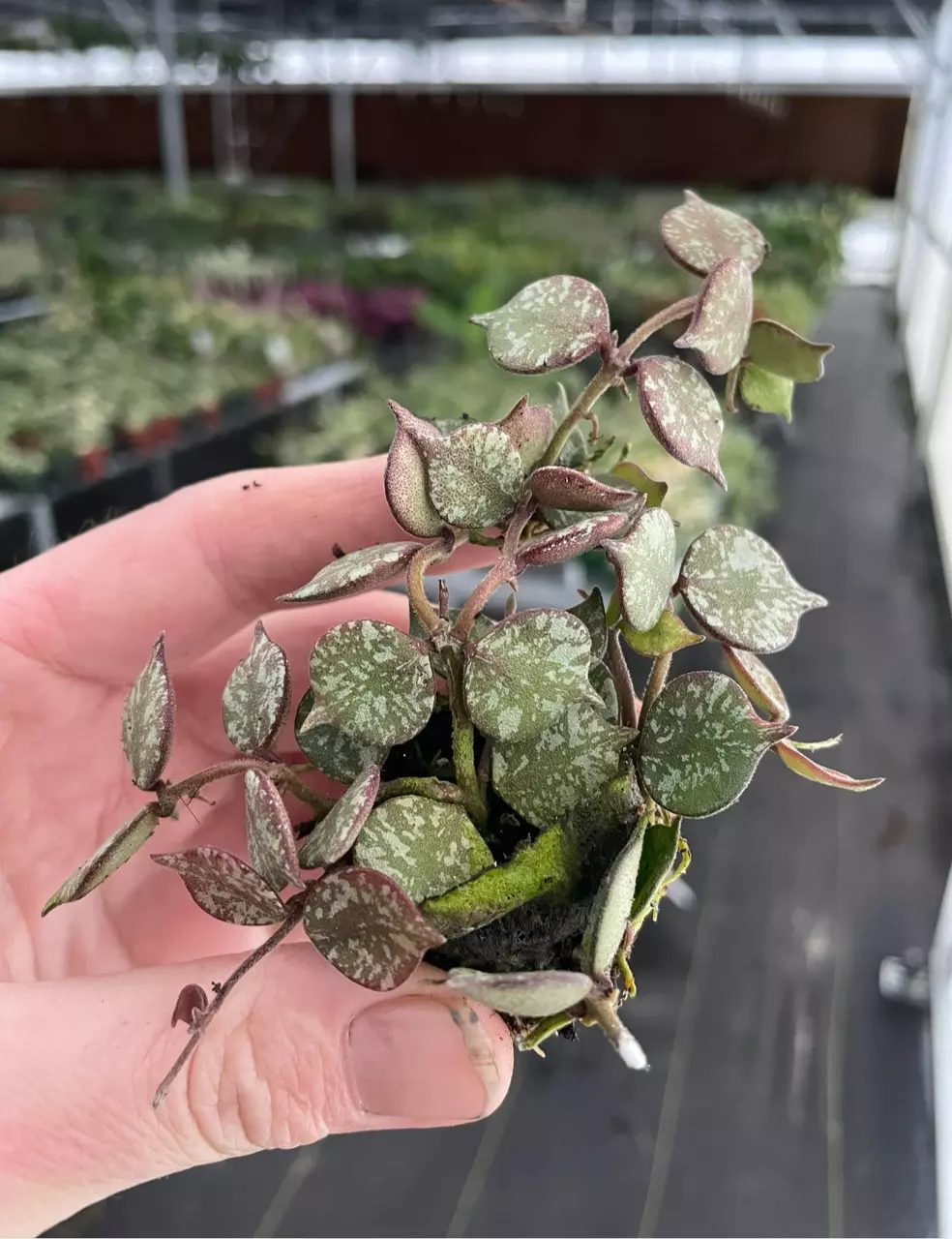 plant/Hoya curtisii starter plant growers choice-1