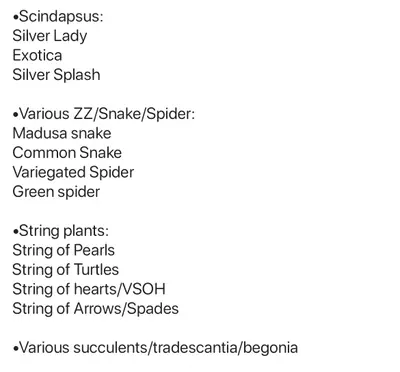 plant/Mystery Cuttings Box-5-thumbnail