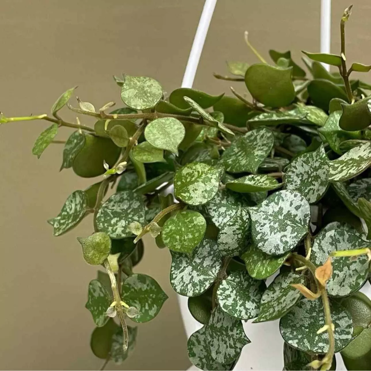 plant/Hoya curtisii starter plant growers choice-0