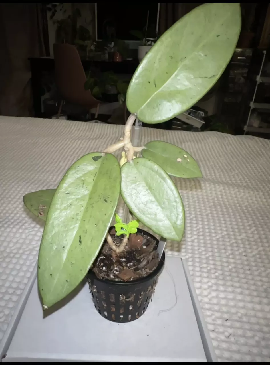 plant/Hoya Silver Dollar—FreeShipping!!-0
