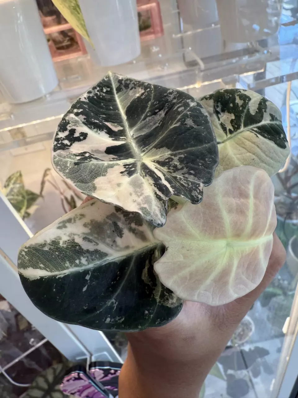plant/Alocasia Pink Black Velvet-0