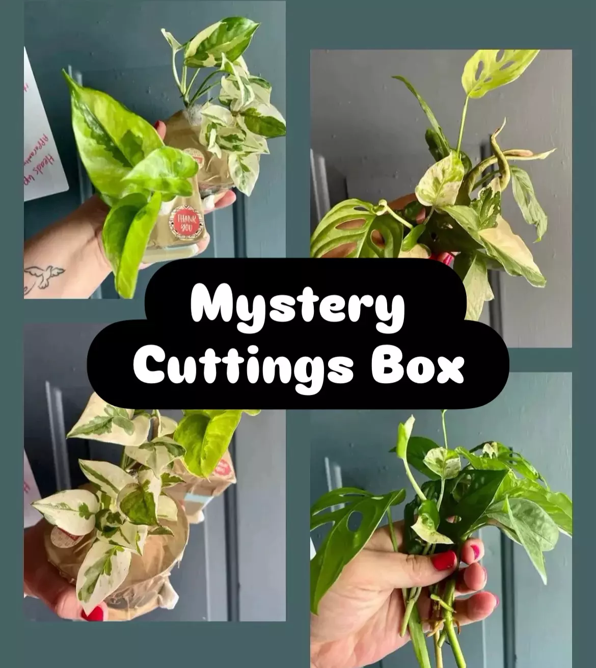 plant/Mystery Cuttings Box-0