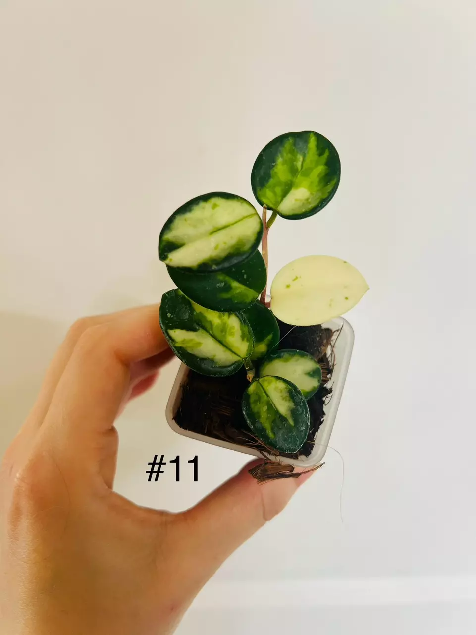 plant/#11 Hoya Mathilde Inner Variegated-0