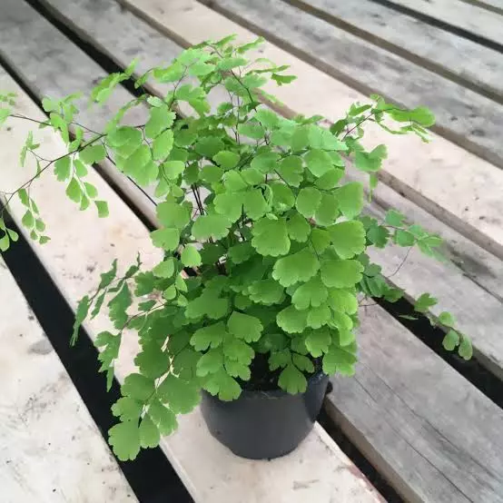 plant/Fragrans maidenhair fern starter plant growers choice-0