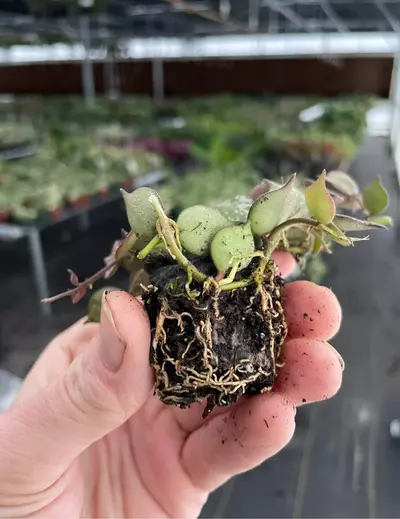 plant/Hoya curtisii starter plant growers choice-2-thumbnail