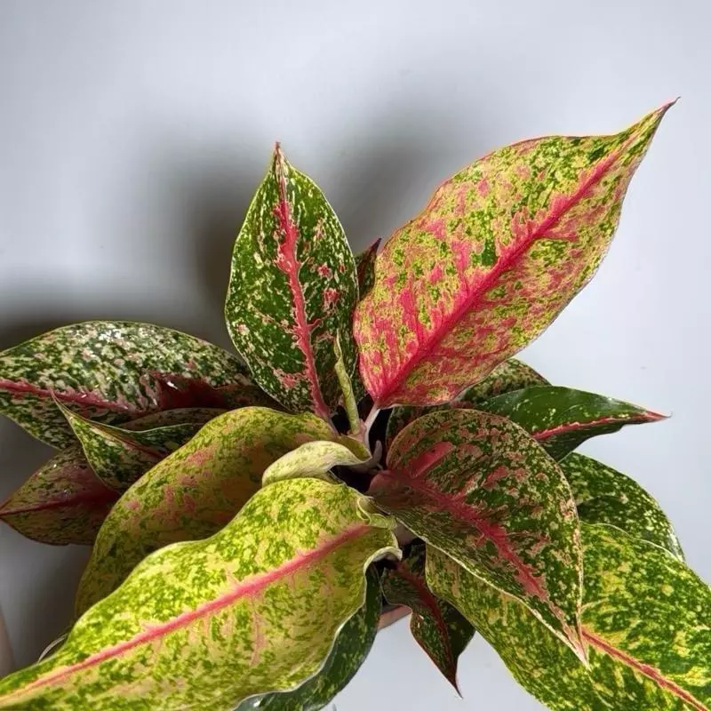 plant/Aglaonema pink legacy 6" Pot-0