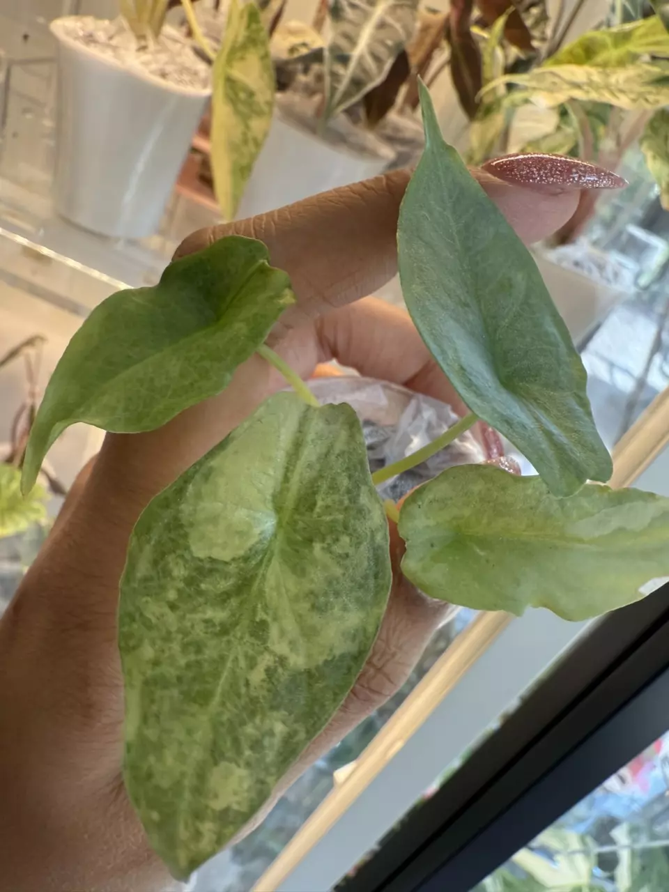 plant/Alocasia Dragon’s Breath Aurea-0