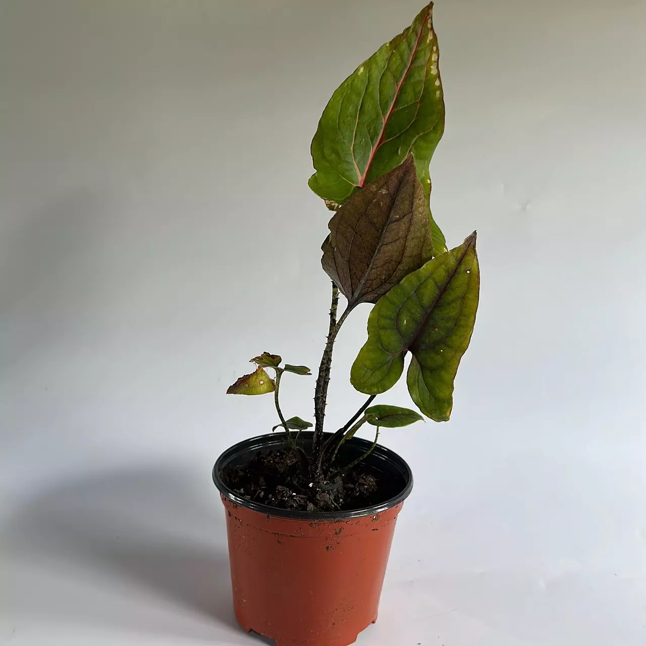 plant/Rare Cytrosperma Johnsoni 6" Pot-1