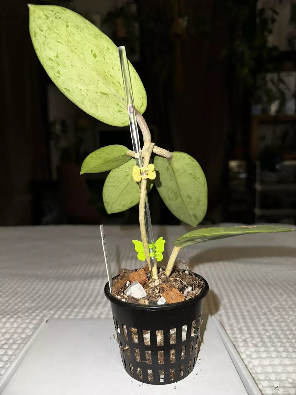 plant/Hoya Silver Dollar—FreeShipping!!-1
