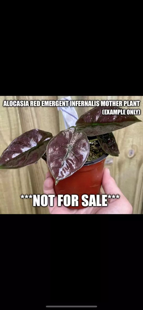 plant/Alocasia Red Emergent Infernalis Corm #4-1