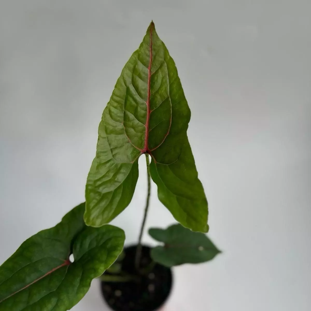 plant/Rare Cytrosperma Johnsoni 6" Pot-0
