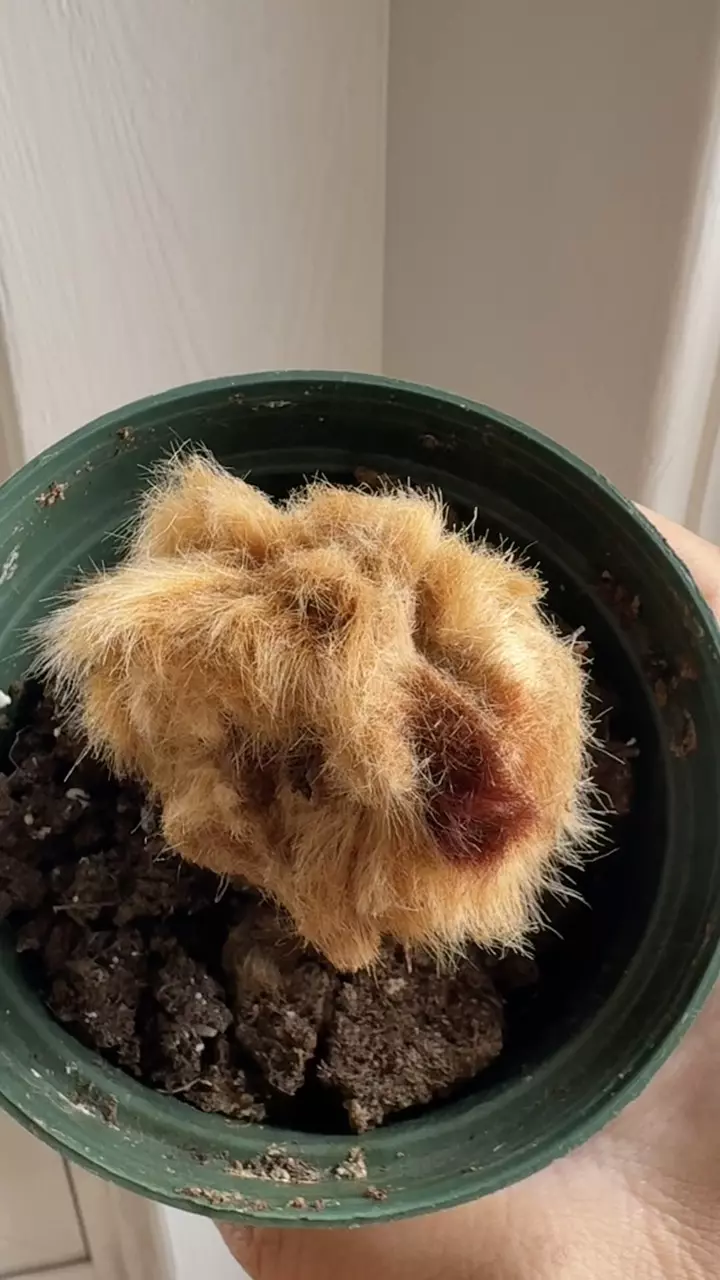 plant/Golden Chicken Fern or Cibotium barometz-1