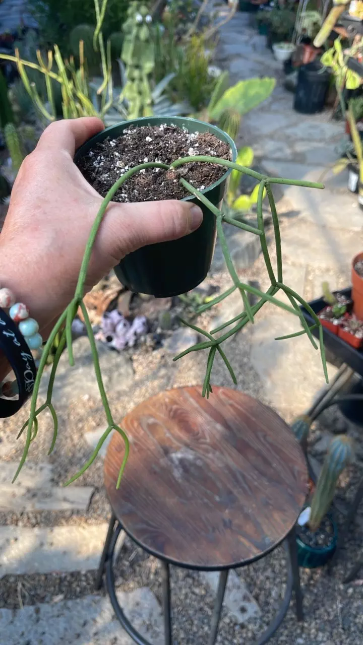 plant/Rhipsalis Teres f Heteroclada 4”-1