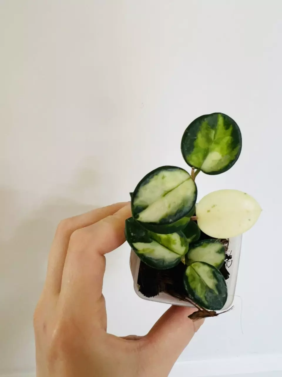 plant/#11 Hoya Mathilde Inner Variegated-1