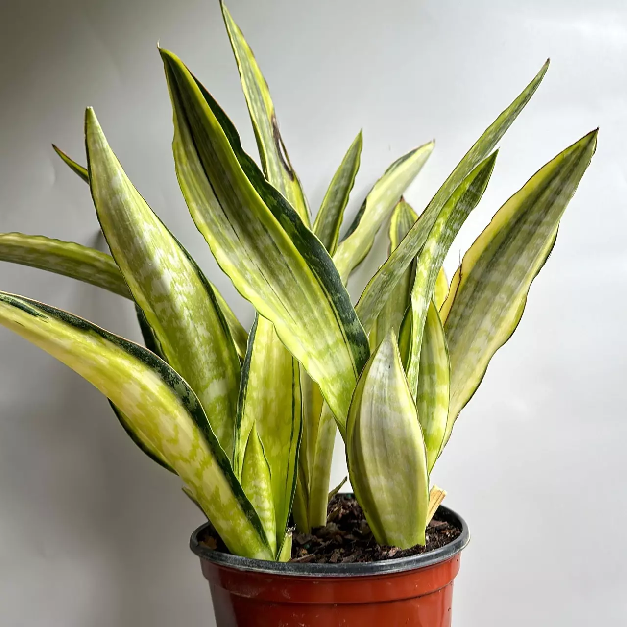 plant/Sansevieria Lauren Golden 6" pot-1