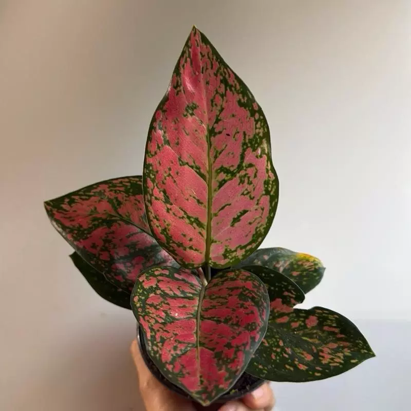 plant/Aglaonema Ruby Ray 4" pot-0