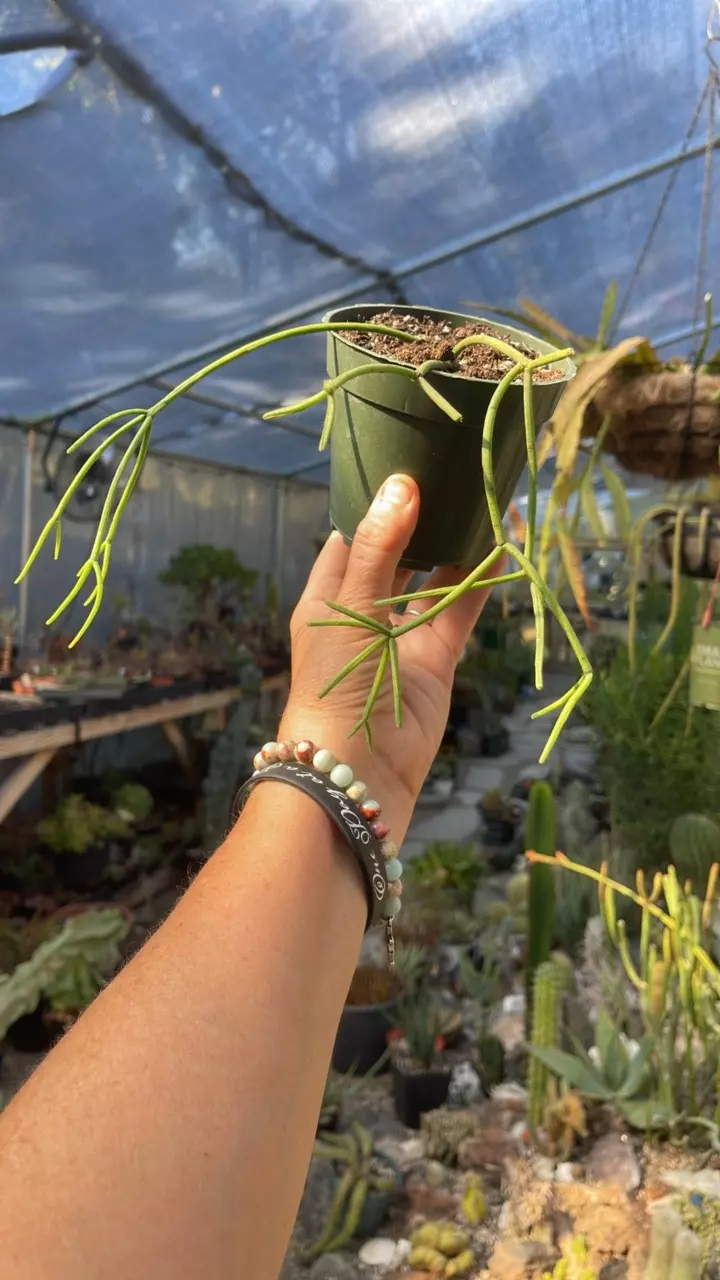 plant/Rhipsalis Teres f Heteroclada 4”-0