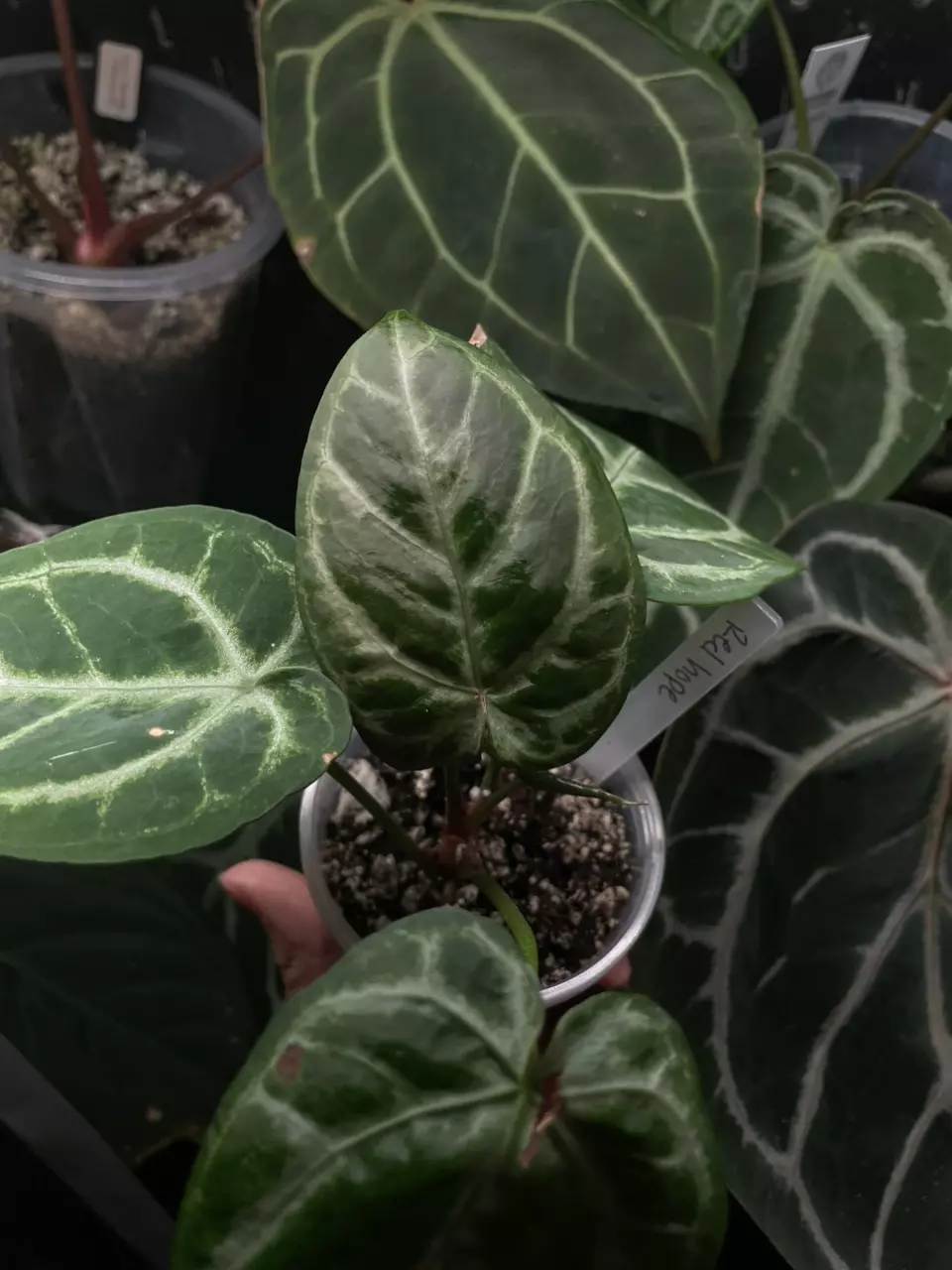 plant/Red hope-1