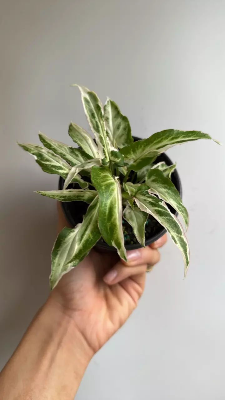 plant/Sungonium starlite 4" pot-0