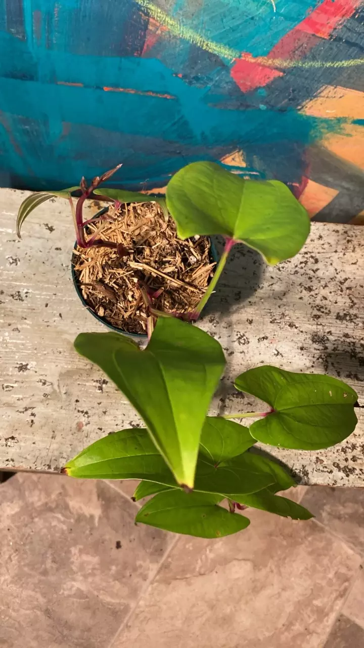 plant/Ube Plant 💜 Purple Yam-1