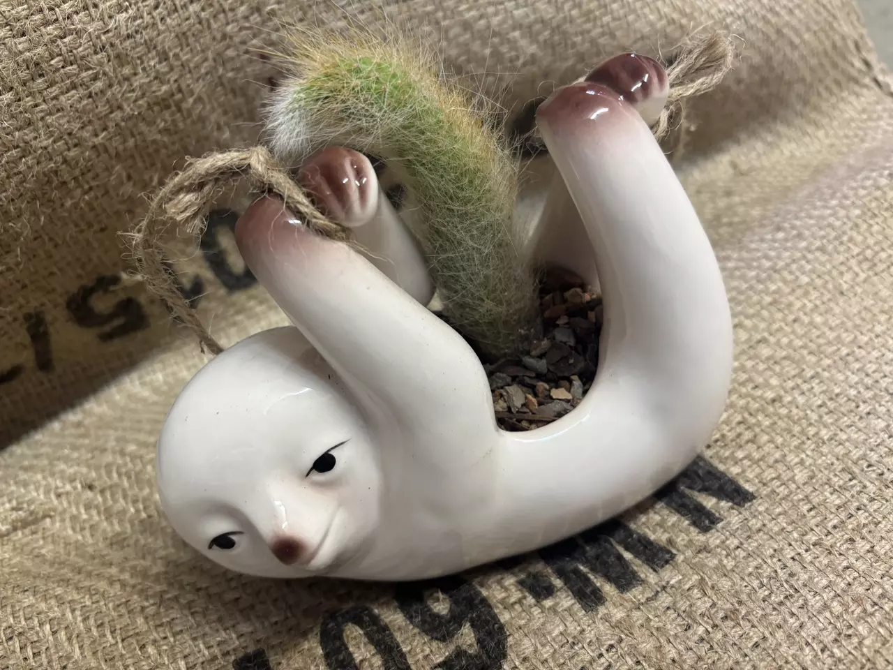plant/Sloth Pot with Monkey Tail Cactus-0