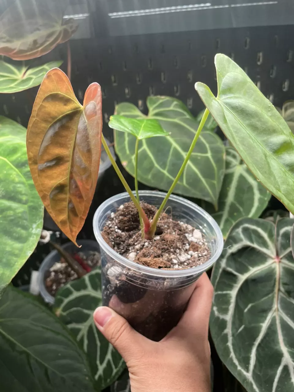 plant/ANTHURIUM NOID-1